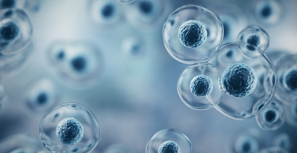 A blueprint for future stem cell therapies: understanding hematoids