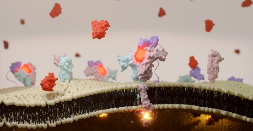 3D illustration of interleukin-2 receptor binding on T cell surface to illustrate the finding that intralesional IL-2 shows promise for patients with hard-to-treat cSCC