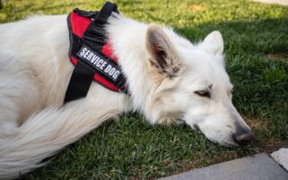 Duty to ensure assistance dogs are welcomed in GP practices, guide warns