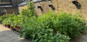Wellbeing through gardening for people experiencing homelessness