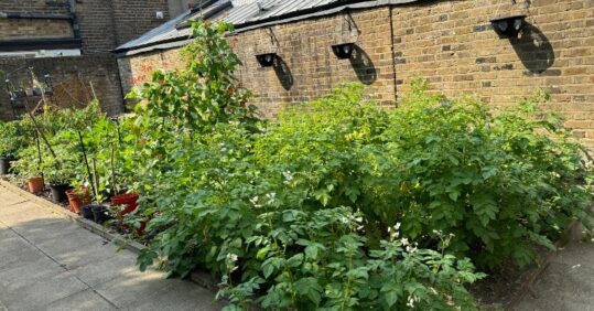 Wellbeing through gardening for people experiencing homelessness