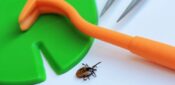 South of England hotspot for Lyme disease infection
