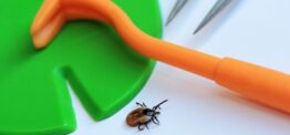 South of England hotspot for Lyme disease infection