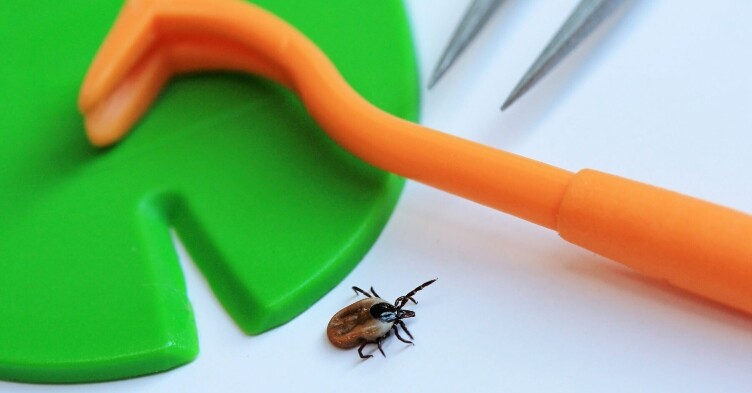 South of England hotspot for Lyme disease infection