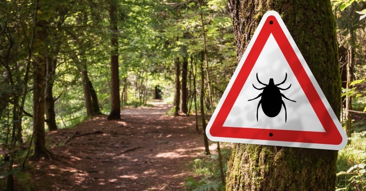 Lyme disease: what nurses need to know