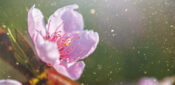 Pollen 101: how nurses can help patients manage hay fever symptoms