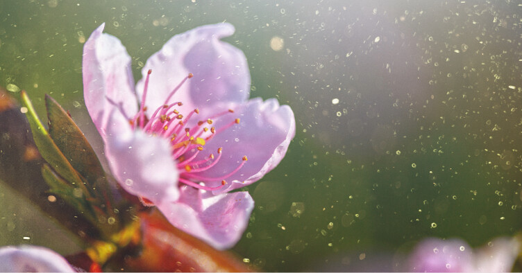 Pollen 101: how nurses can help patients manage hay fever symptoms