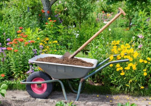 wild flowers in a community garden and a wheelbarrow with a spade sticking out top.