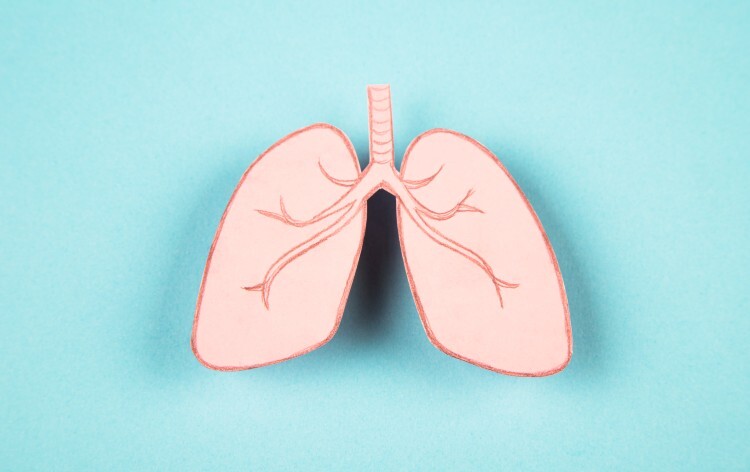 Paper lungs to illustrate Chronic Asthma Guideline Diagnosis And Management