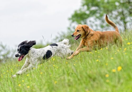 two dogs running in a field
