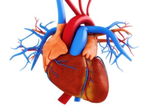 Human heart anatomy illustration
