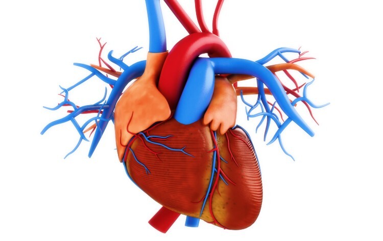 Human heart anatomy illustration