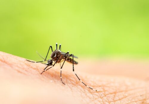 mosquito-borne chikungunya