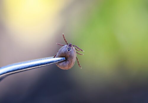 tick being removed
