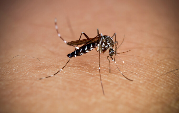 Aedes mosquito