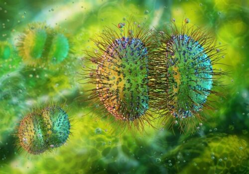 Meningitis