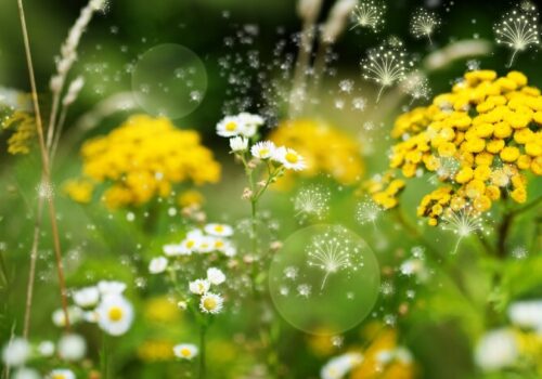 Particles of pollen in a wildflower meadow
