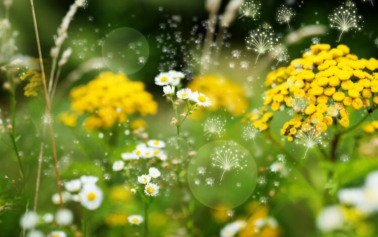 Hay fever 101: what pharmacist need to know about pollen