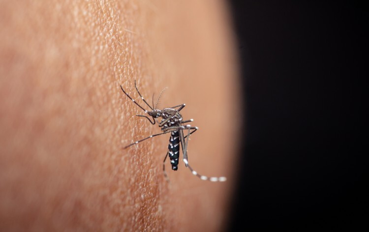Understanding the Zika Virus: Guidance for Health Professionals