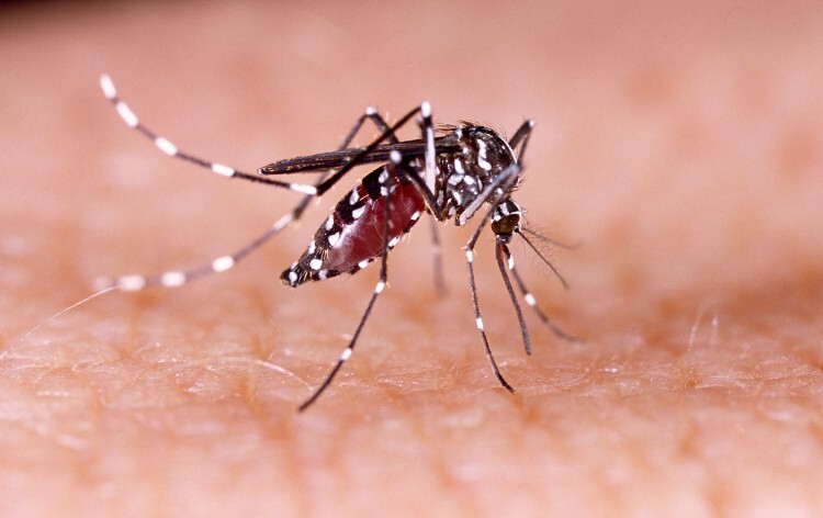 Invasive Mosquito Species Found Breeding in the UK for the First Time