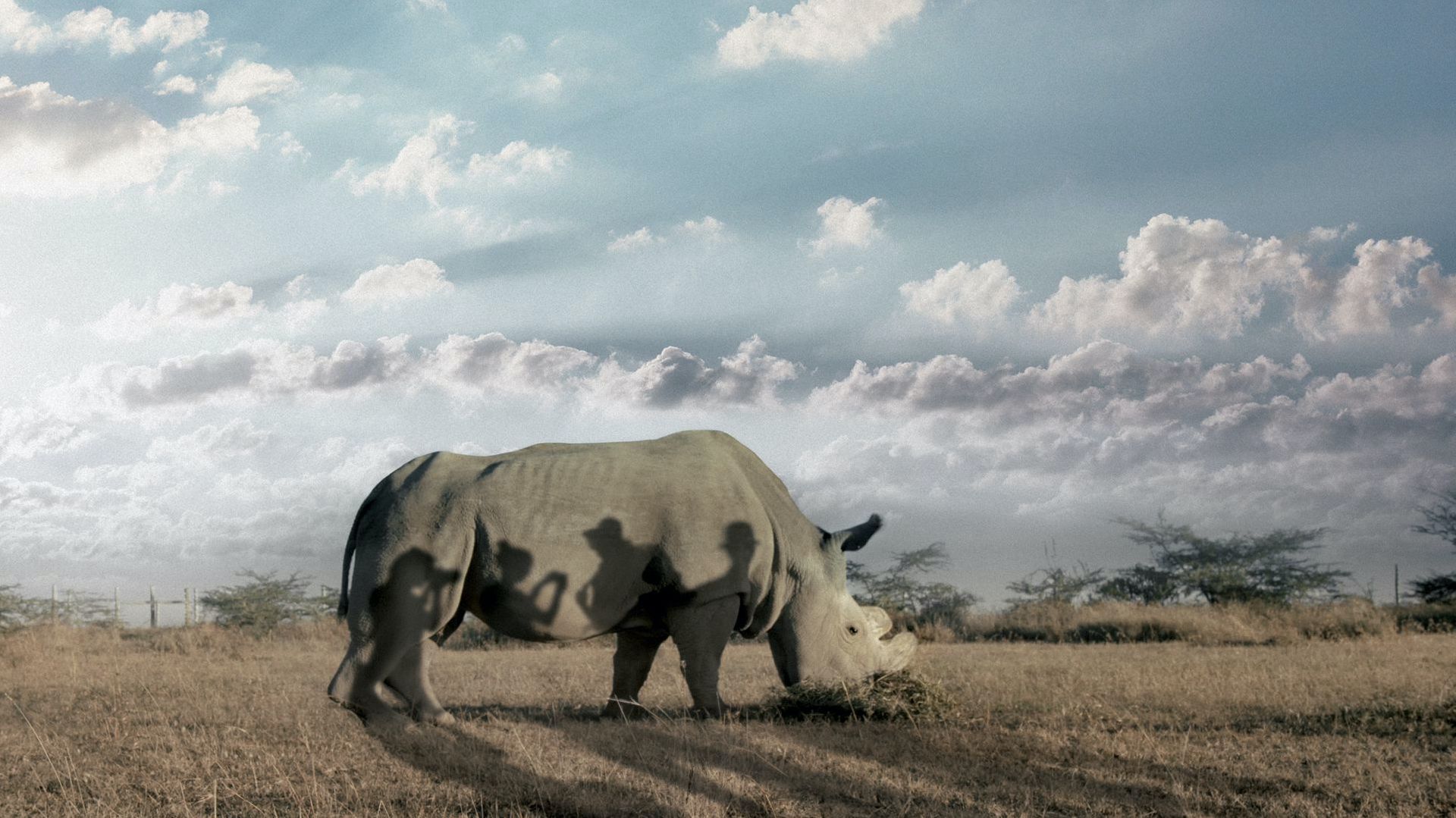 8. Ostatni samiec na Ziemi, reż. Floor van der Meulen