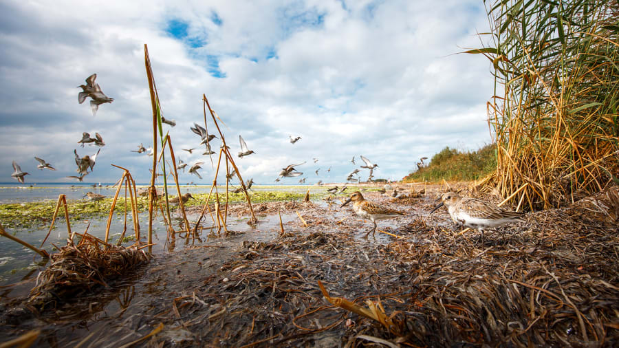 Zwycięzca w kategorii Portfolio Wschodzącej Gwiazdy: „A theatre of birds”, Mateusz Piesiak, Polska