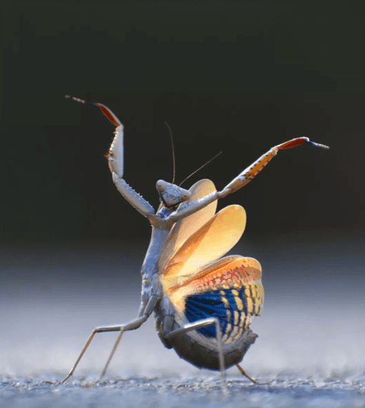 “Mantis Flamenca”, Jose Miguel Gallego Molina