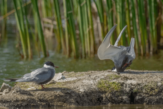 “Whiskered Tern crash on landing”, Damyan Petkov