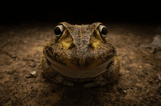 “Awkward smiley frog”, Kingston Tam
