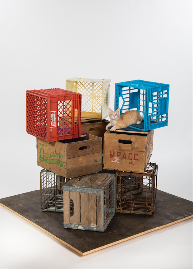 Kocie sanktuarium ze starych skrzynek na mleko