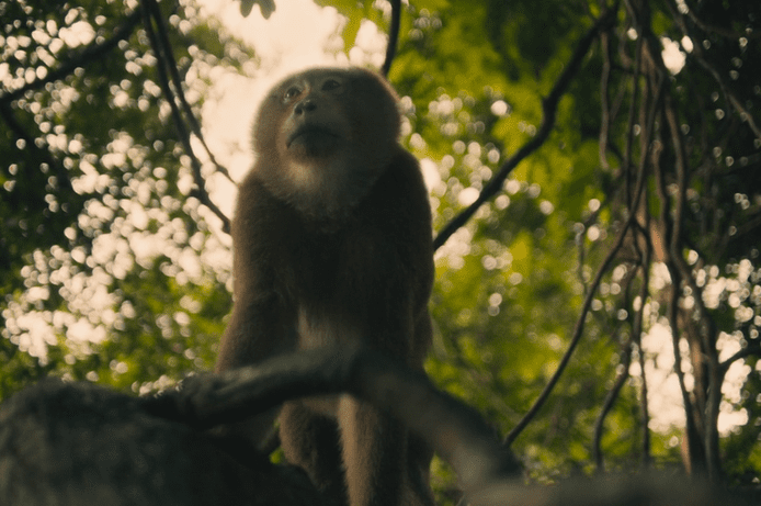 Czy strzelać będą... małpy?