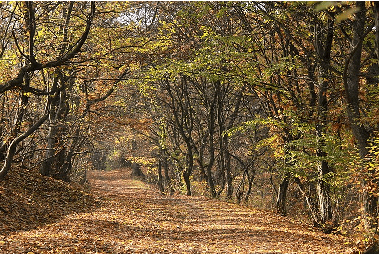 Nawiedzony las Hoia Baciu w Rumunii