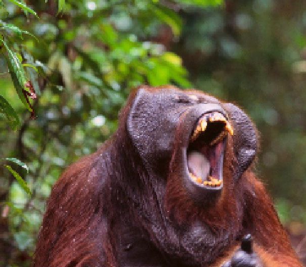 Orangutan borneański