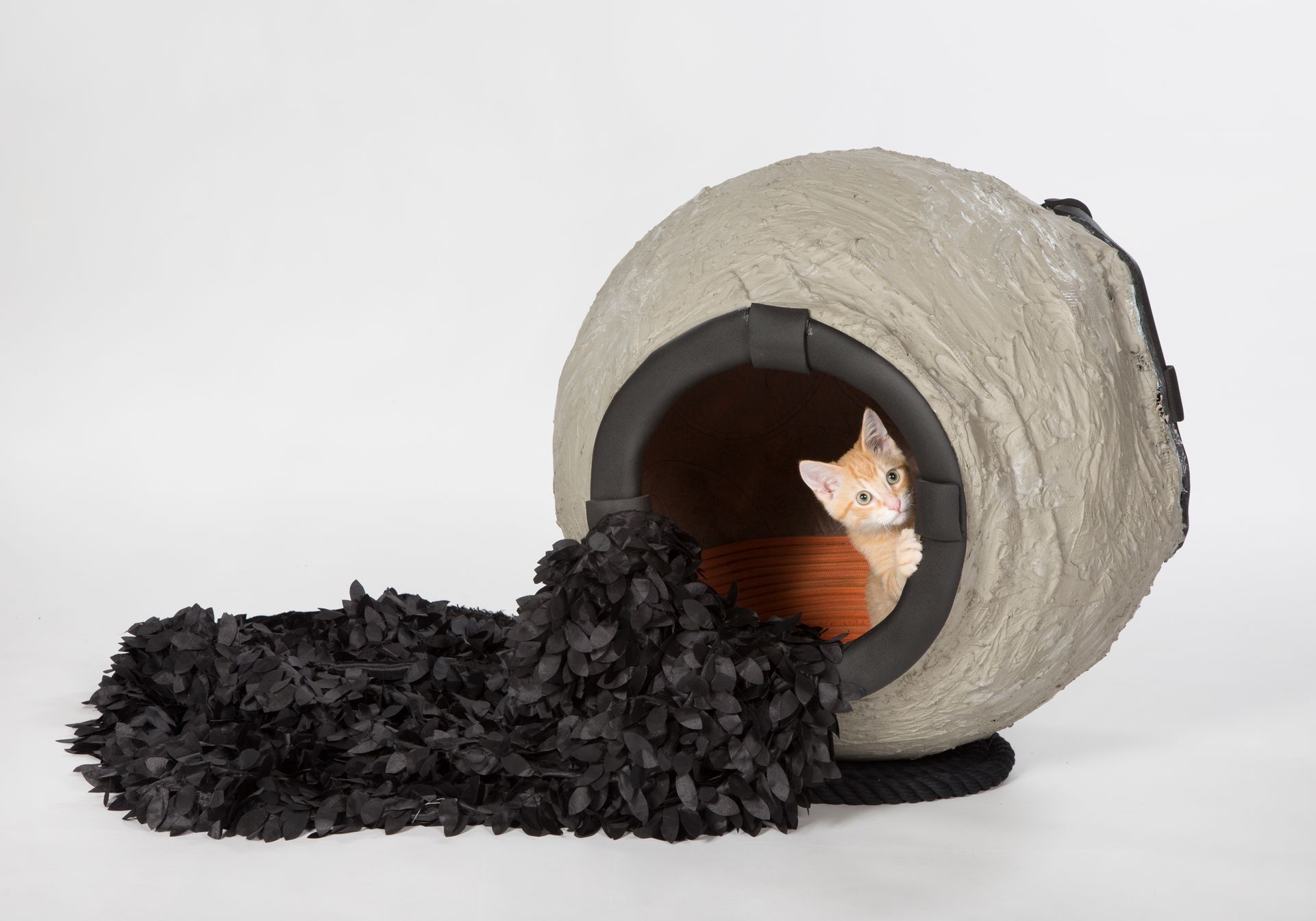 The Rise of SkyWhisker