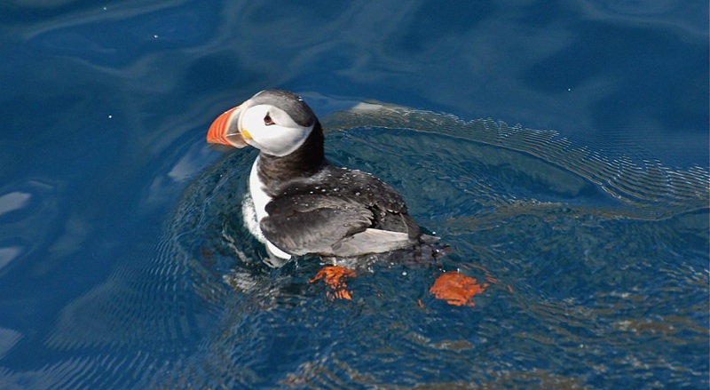 Puffin lofoten