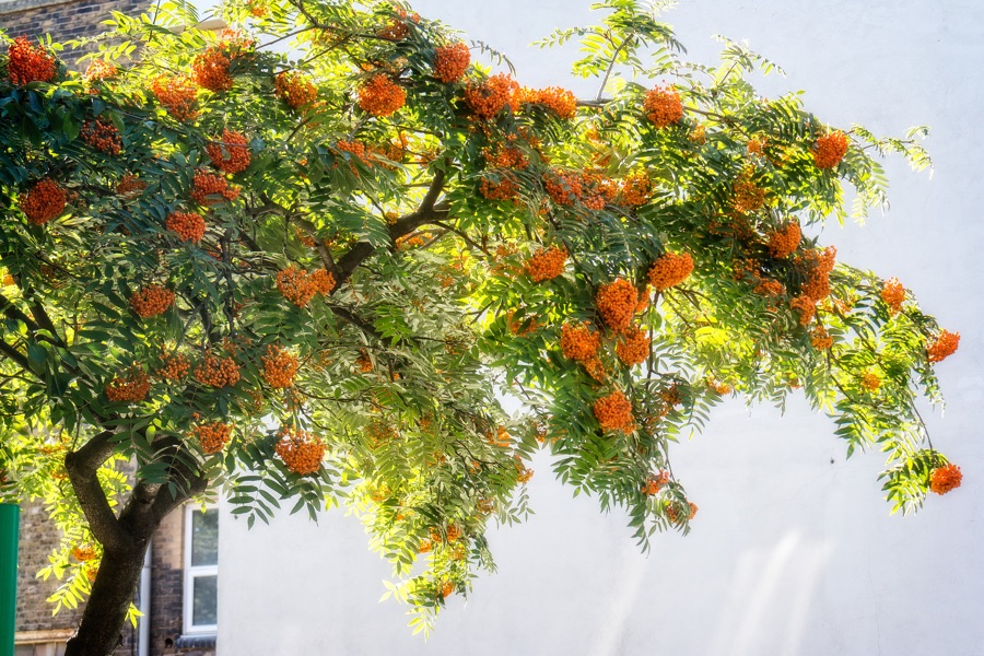 Town tree