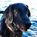 Bentley the dog