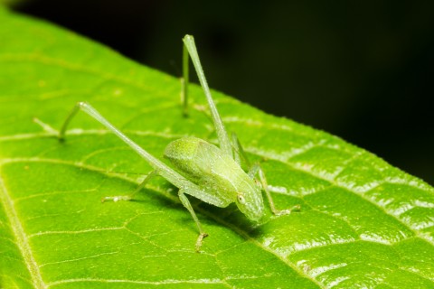Hidden bug