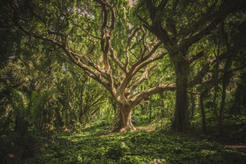 High availability scalable tree