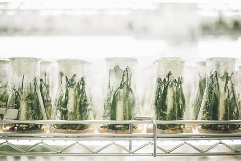 Experiment beakers