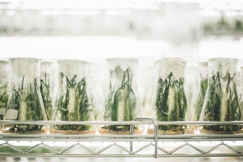 Experiment beakers
