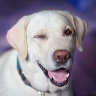 Dog 2944964 640