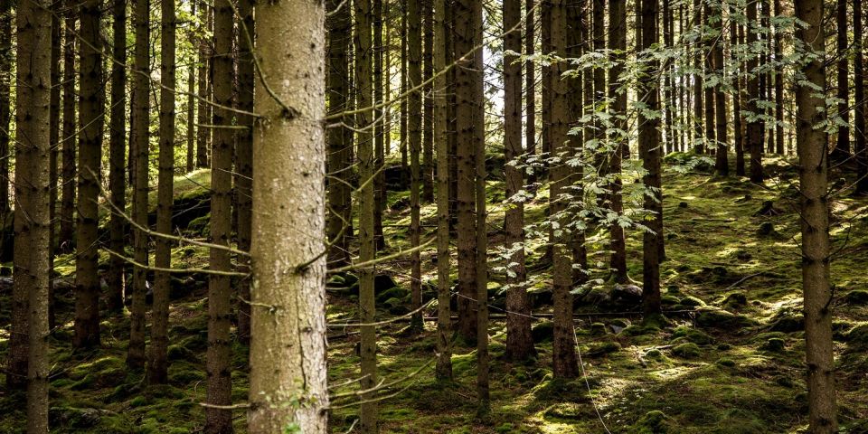 Sustainable Fibres