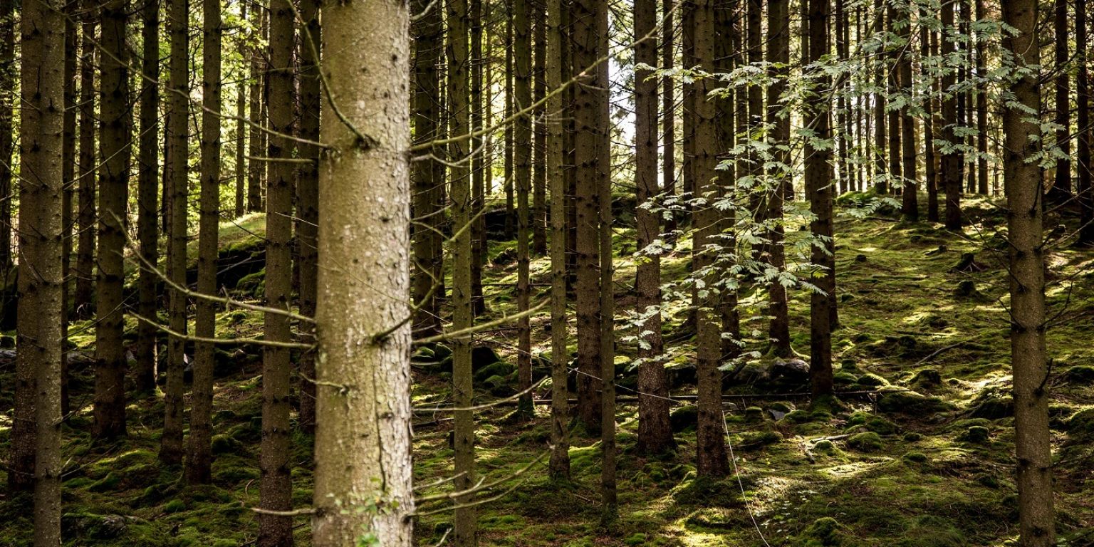 Sustainable Fibres