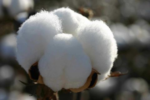 Virgin Fibre Cotton