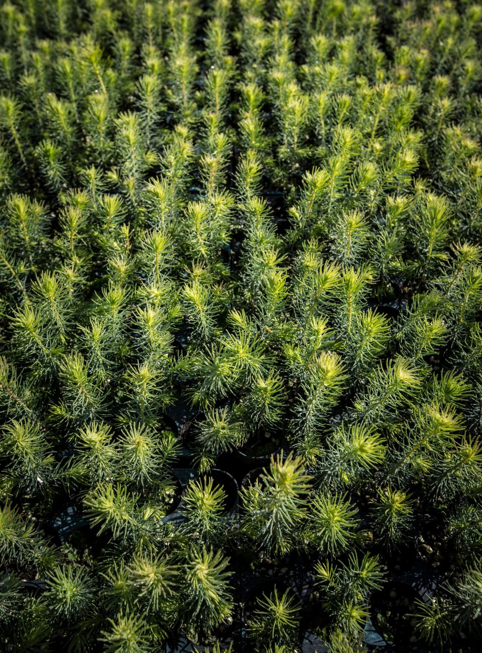 Responsible Fibre Sourcing