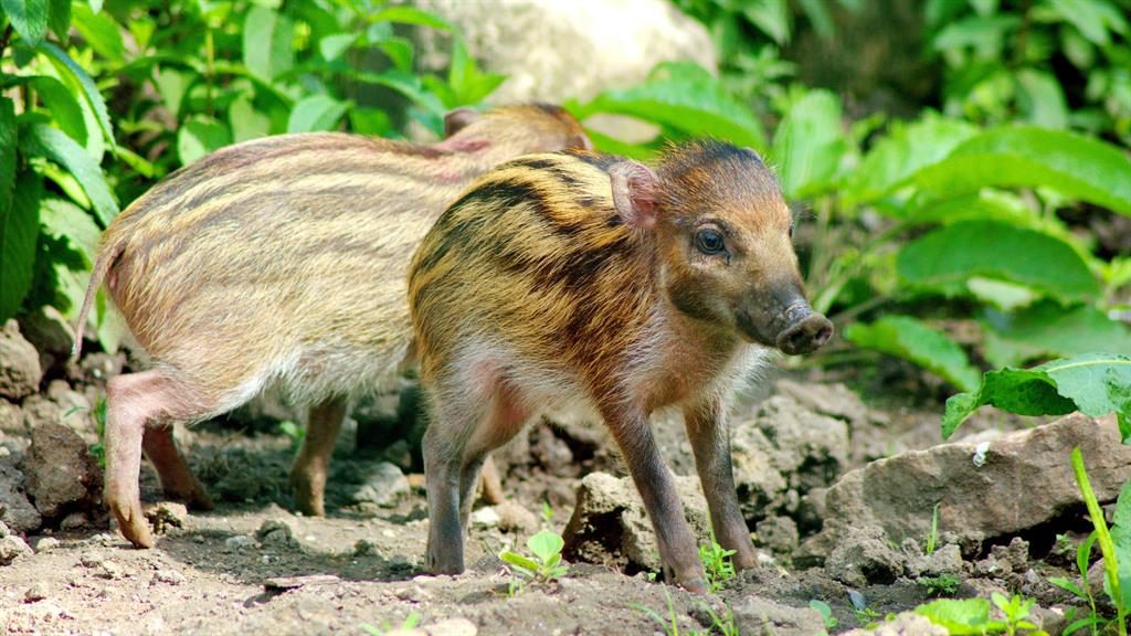 It's a pig! Endangered warty pigs born at Bristol zoo Metro Newspaper UK