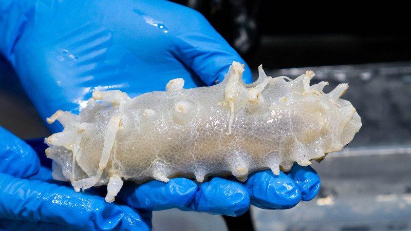 Deep: A sea pig found off Australia