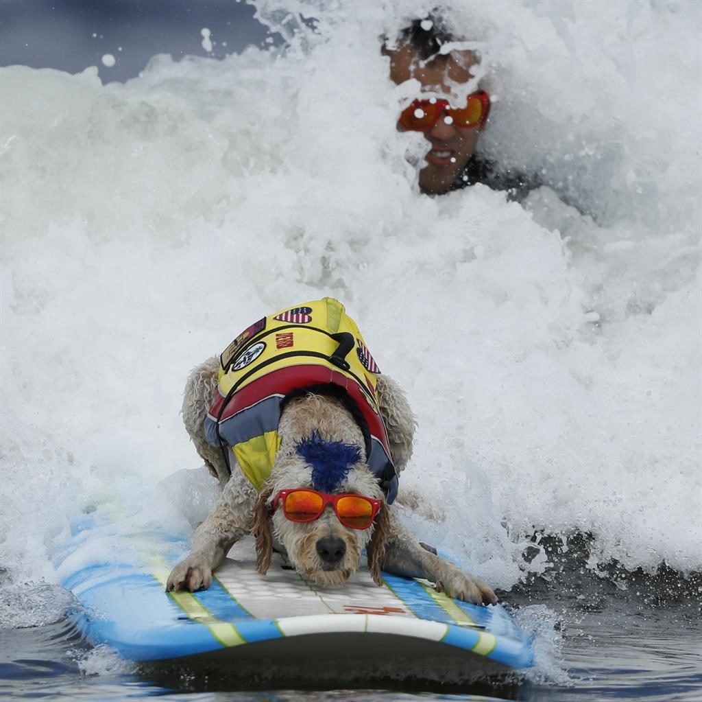 The World Dog Surfing Championships were a doggone good time The World Dog Surfing Championships were a doggone good time