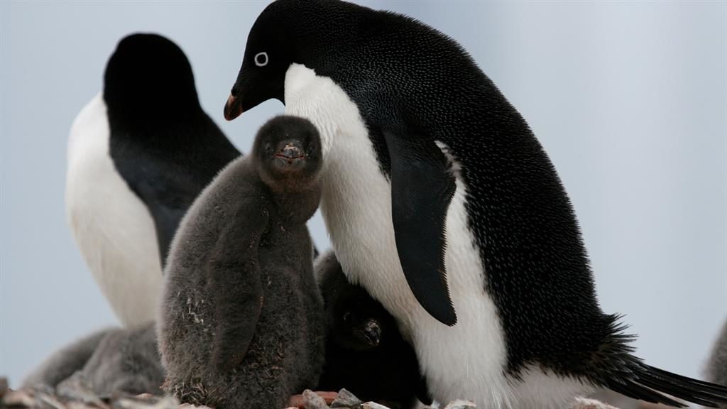 Penguin disaster as just two chicks live Penguin disaster as just two chicks live